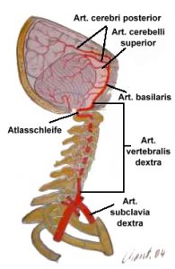 arteria_vertebralis
